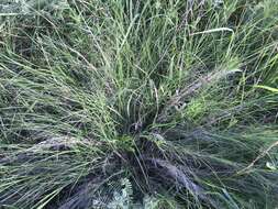 Image of plains muhly