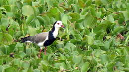 Image of Long-toed Lapwing