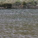 Image of Branta canadensis maxima Delacour 1951