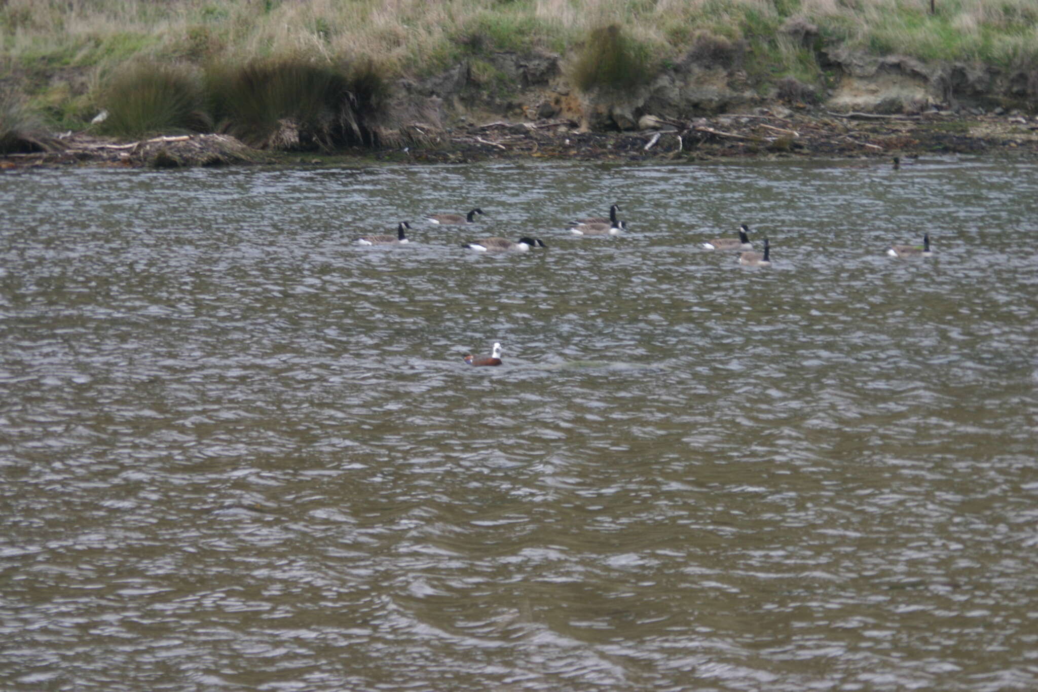 Image of Branta canadensis maxima Delacour 1951