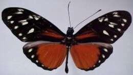 Image of Heliconius hecalesia formosus Bates 1863