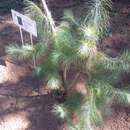 Image of Pine