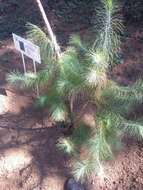 Image of Rzedowski's pine