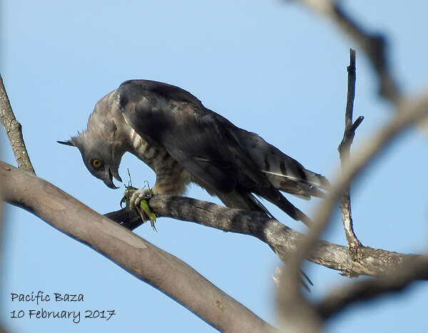 Image of Pacific Baza