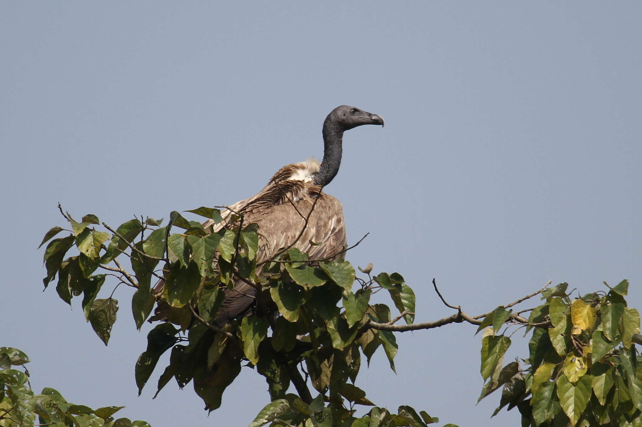 Image of Slender-billed Vulture