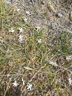 Image of Lobelia perpusilla Hook. fil.