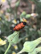 Image of <i>Hycleus duodecimpunctatus</i>