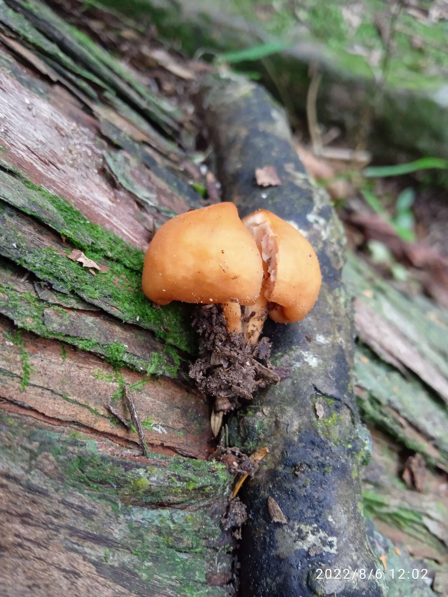 Image of Macrocystidia reducta E. Horak & Capellano 1980