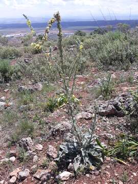 Imagem de Verbascum rotundifolium Ten.