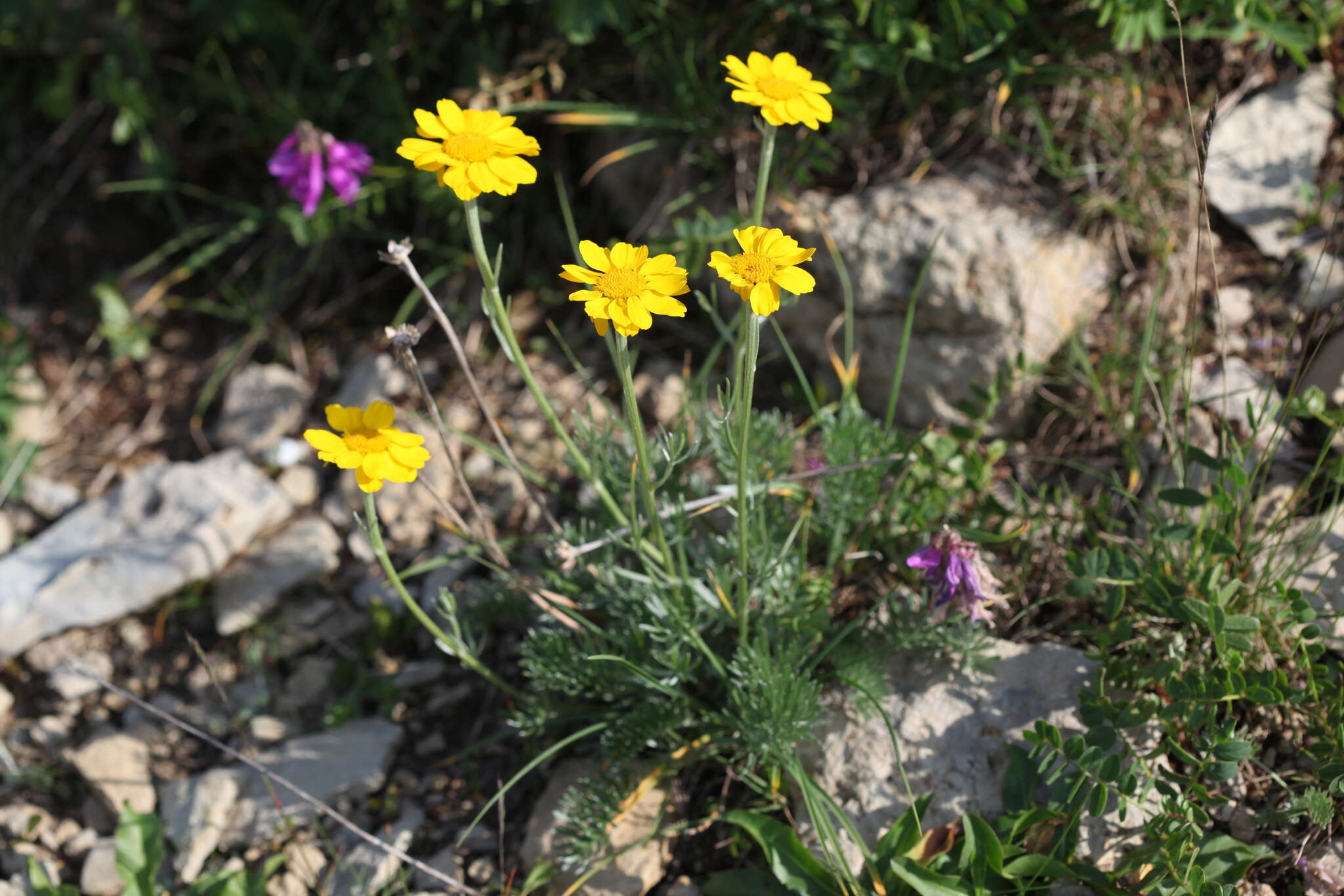 Image of Anthemis marschalliana Willd.