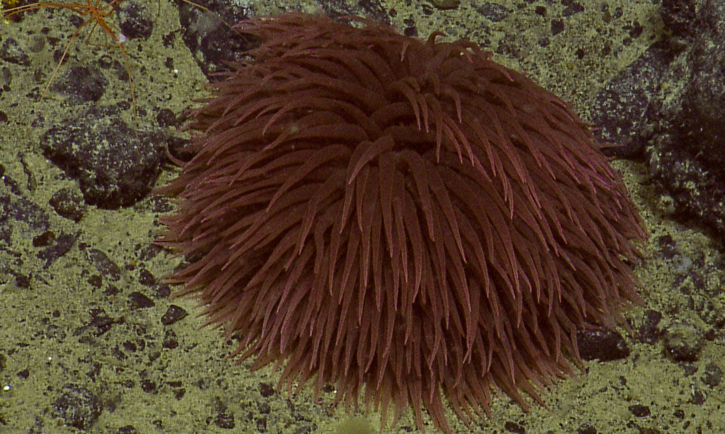 Image of Pom-pom anemone