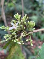 Image of Aidia densiflora (Wall.) Masam.