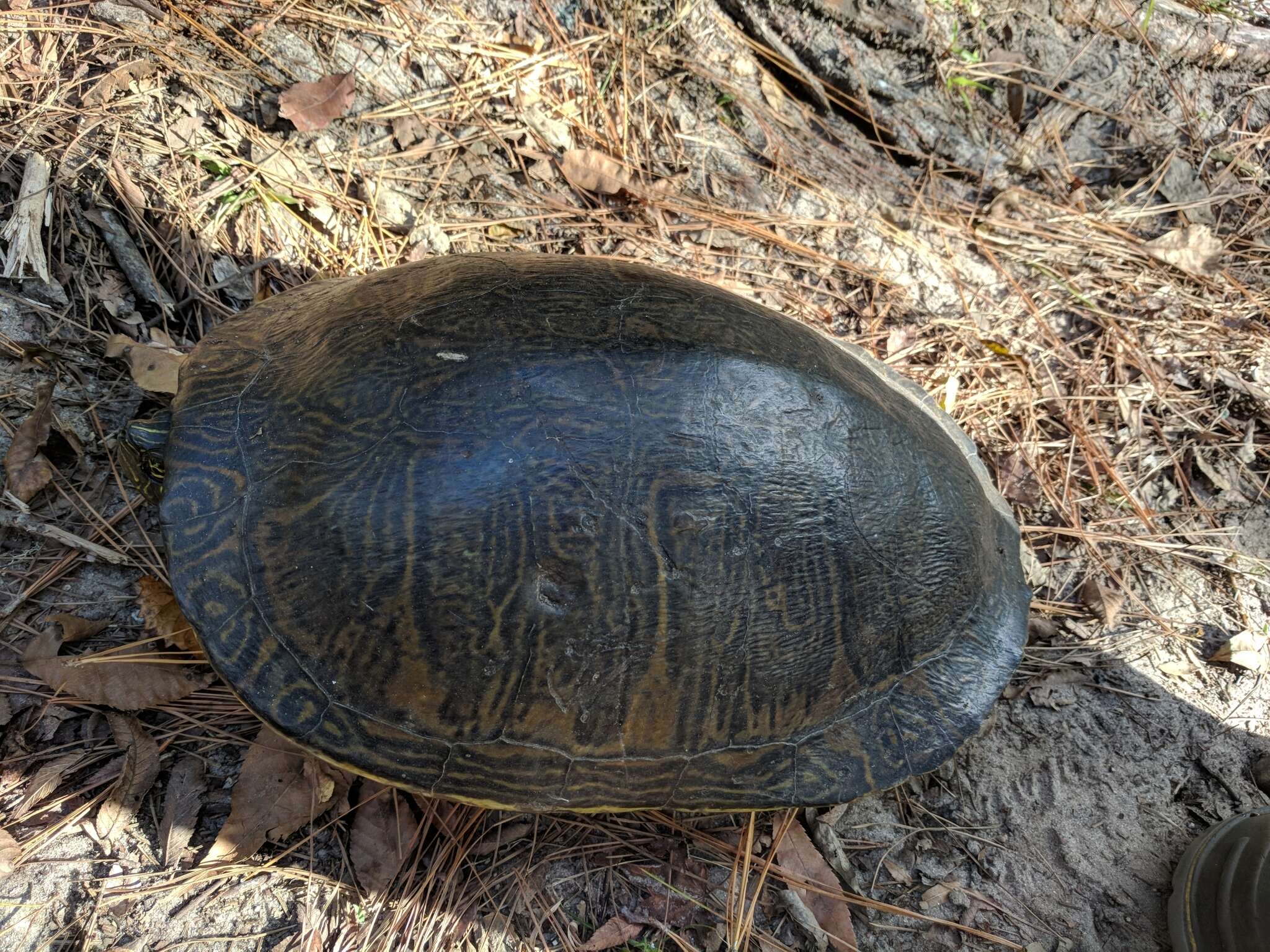 Image of Peninsula Cooter