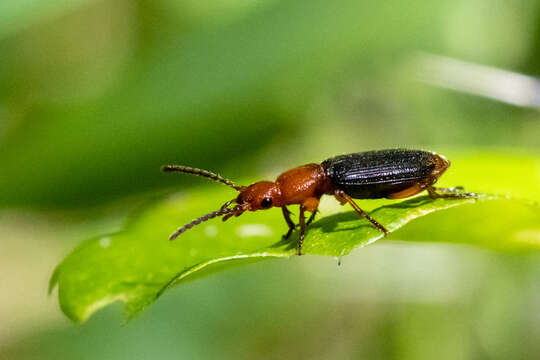 Image of Helluomorphoides nigripennis (Dejean 1831)