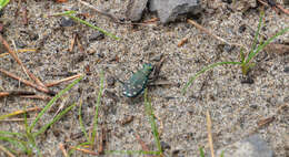 Plancia ëd Cicindela (Cicindela) oregona oregona Le Conte 1856