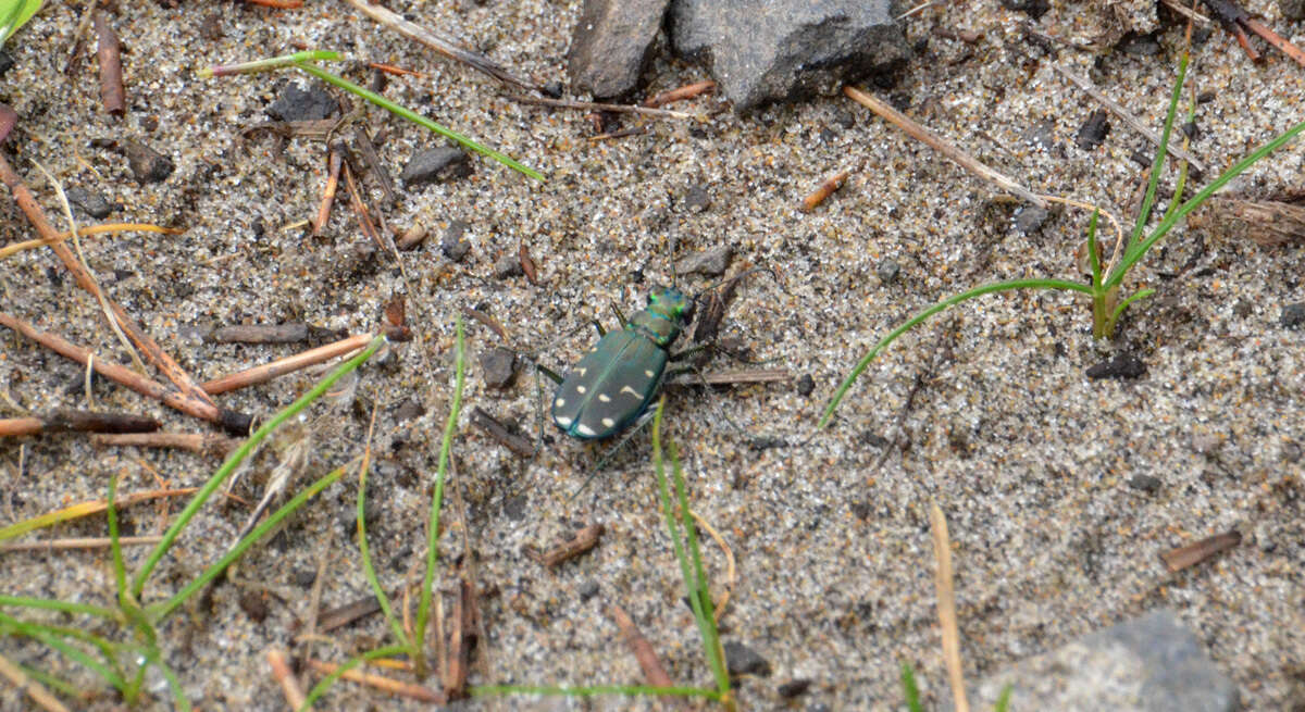 Plancia ëd Cicindela (Cicindela) oregona oregona Le Conte 1856