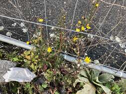 Image of New England hawkweed