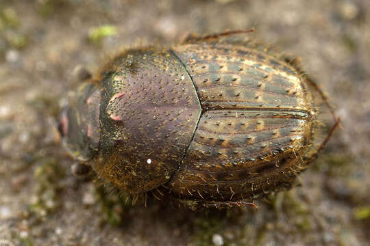 Image de Onthophagus granulatus Boheman 1858