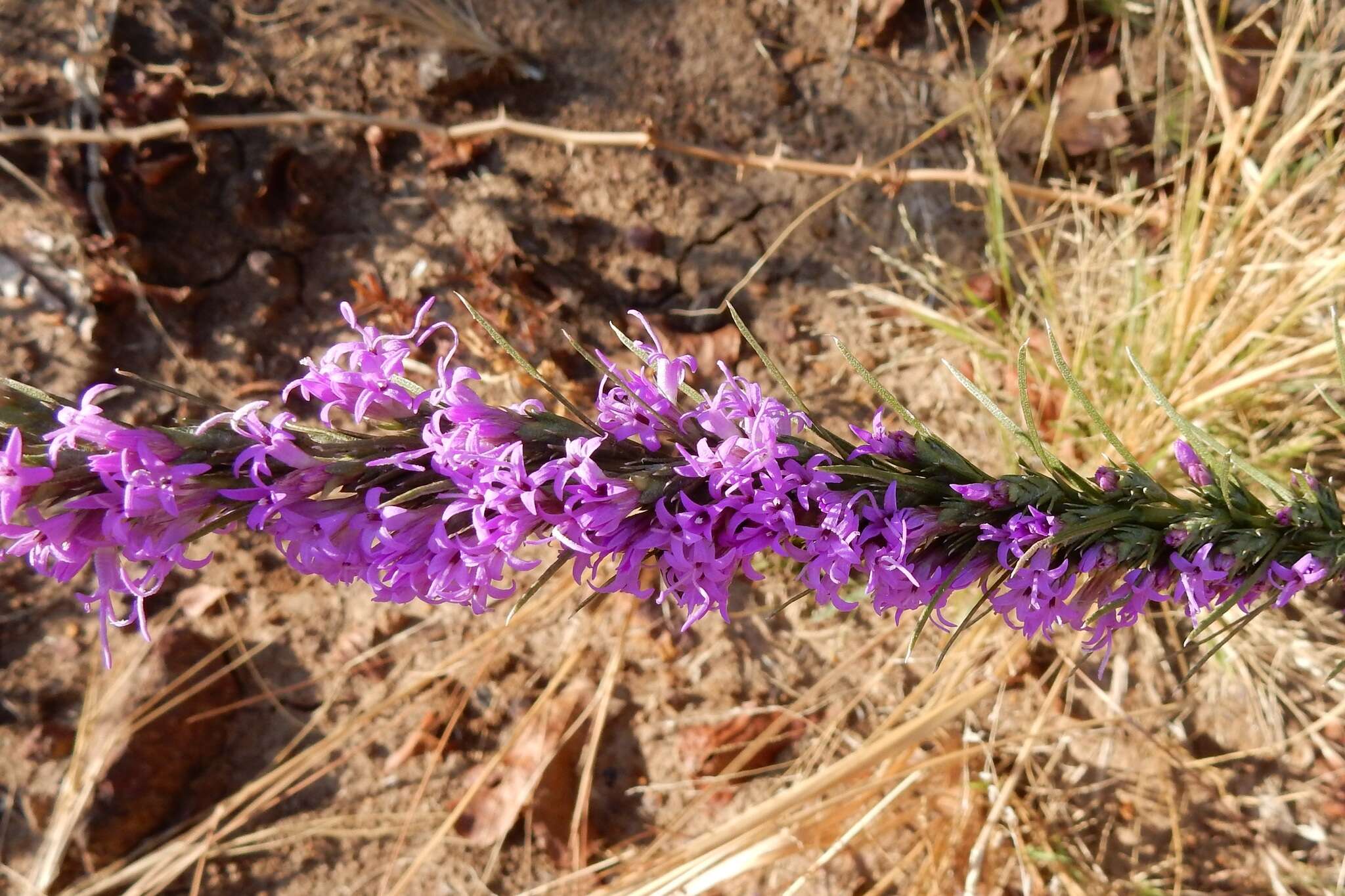 Image of cusp blazing star