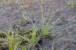 Image of Flowering-Quillwort