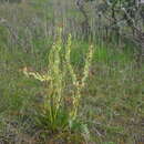 Image of Pedicularis gymnostachya (Trautv.) A. Khokhr.