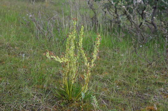 Image of Pedicularis gymnostachya (Trautv.) A. Khokhr.