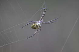 Image of Oval St Andrew's Cross Spider