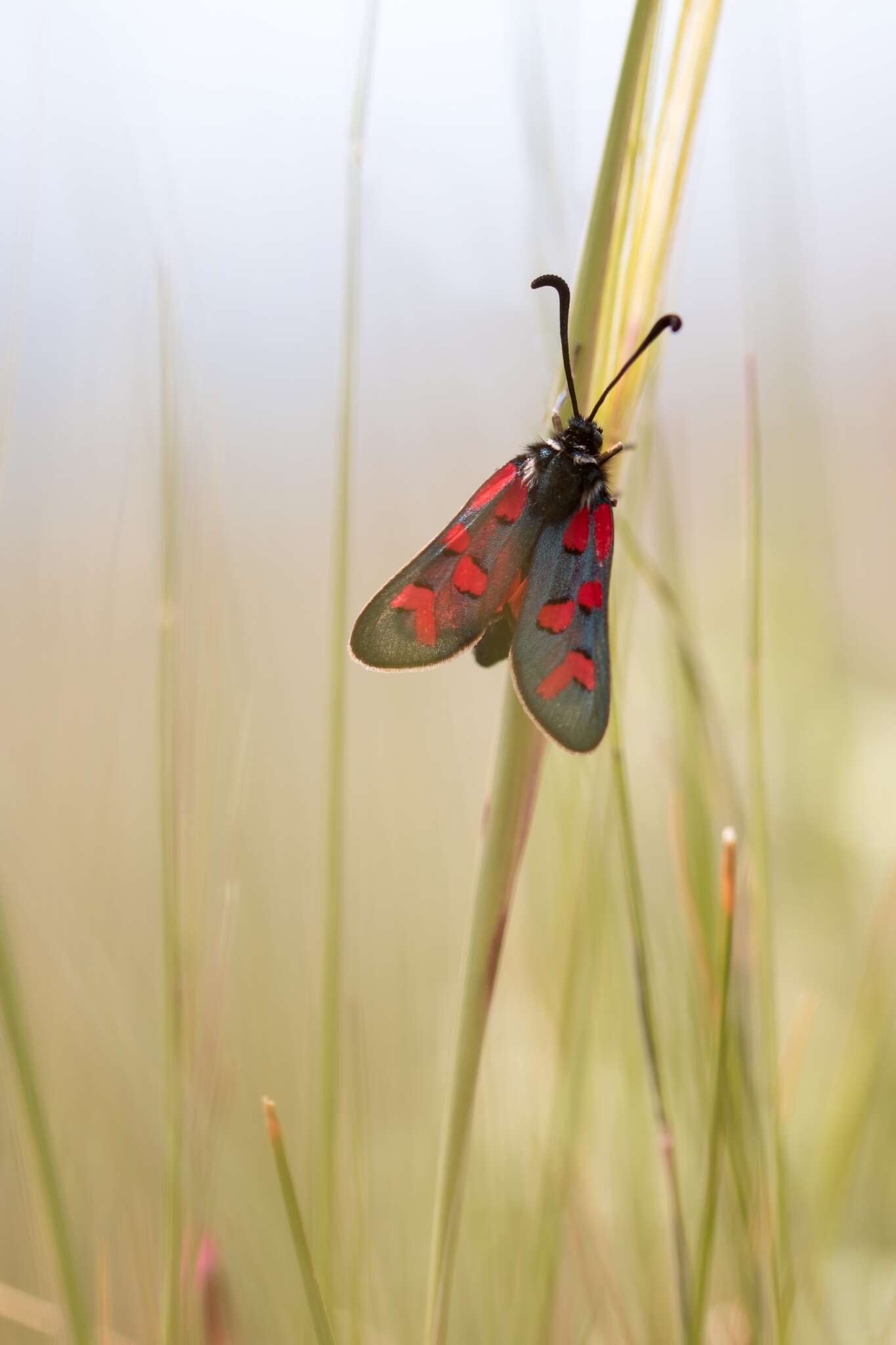 Image of Zygaena oxytropis Boisduval 1828