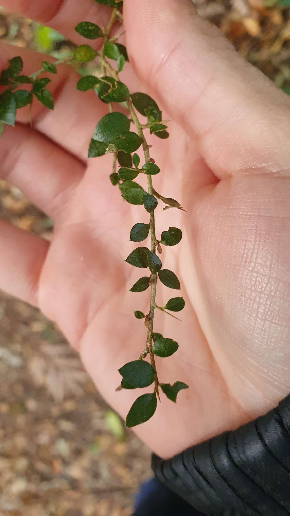 Image de Pittosporum oreillyanum C. White