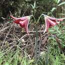 Image of Hippeastrum machupijchense (Vargas) D. R. Hunt