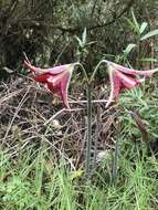 صورة Hippeastrum machupijchense (Vargas) D. R. Hunt