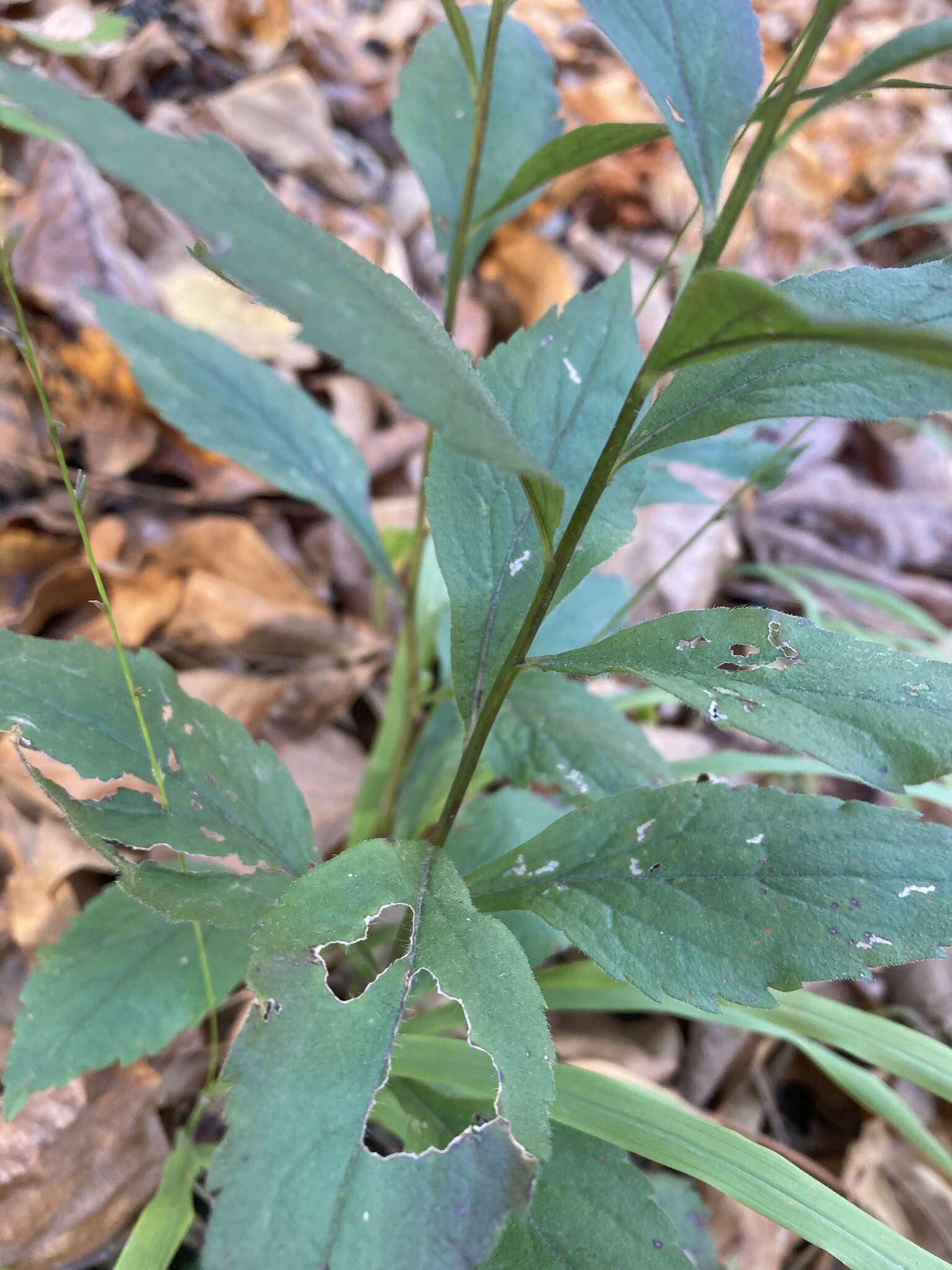 Image of <i>Solidago <i>ulmifolia</i></i> var. ulmifolia