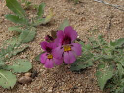 Plancia ëd Diplacus ovatus (A. Gray) G. L. Nesom