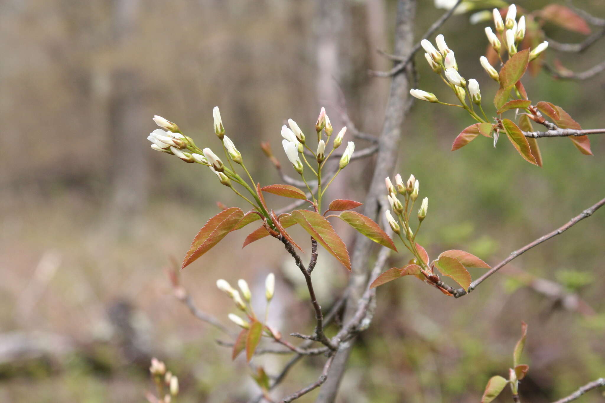 Image of Allegheny Serviceberry