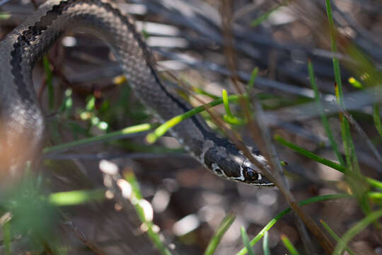 Image of Cross-marked Or Montane Grass Snake