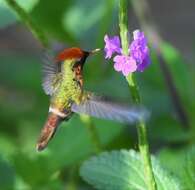 Lophornis ornatus (Boddaert 1783) resmi