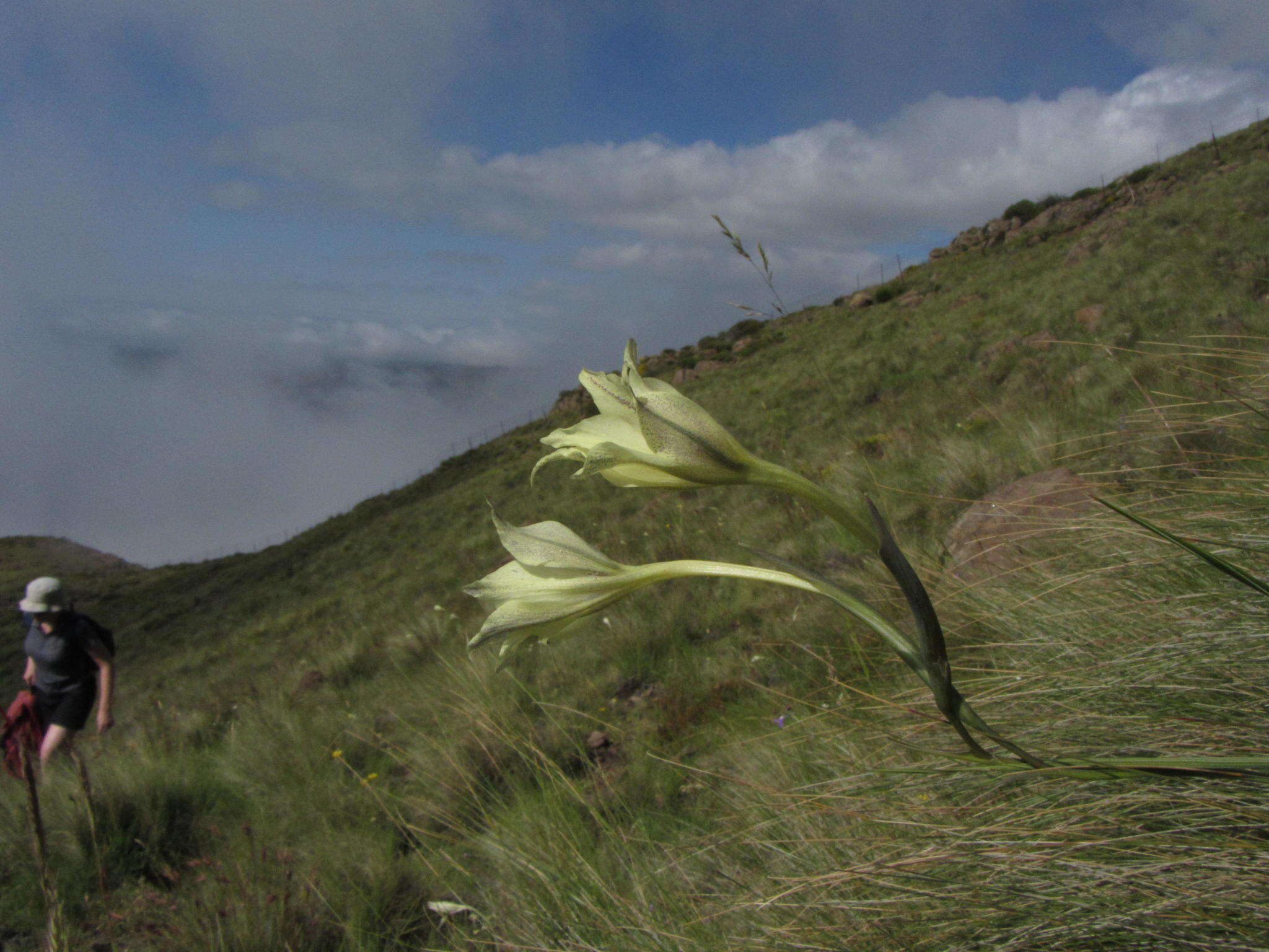 Imagem de Gladiolus longicollis subsp. longicollis