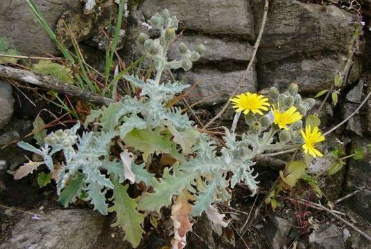 Image of Andryala pinnatifida subsp. pinnatifida