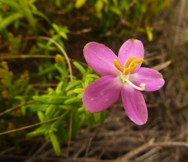 Image de Chironia baccifera L.