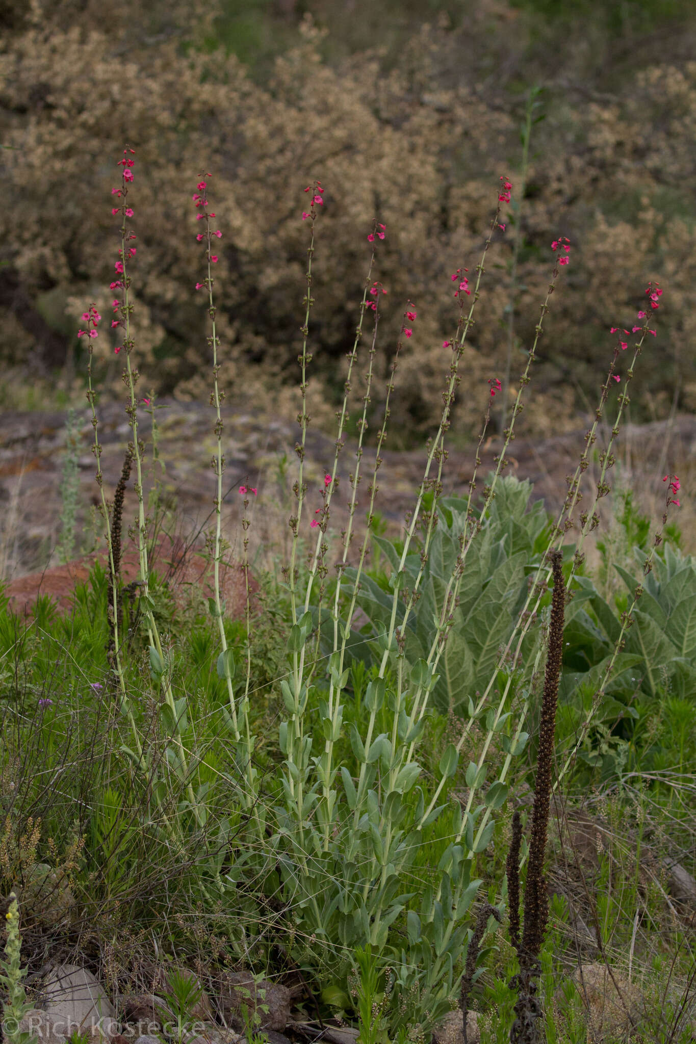 Слика од Penstemon wrightii Hook.