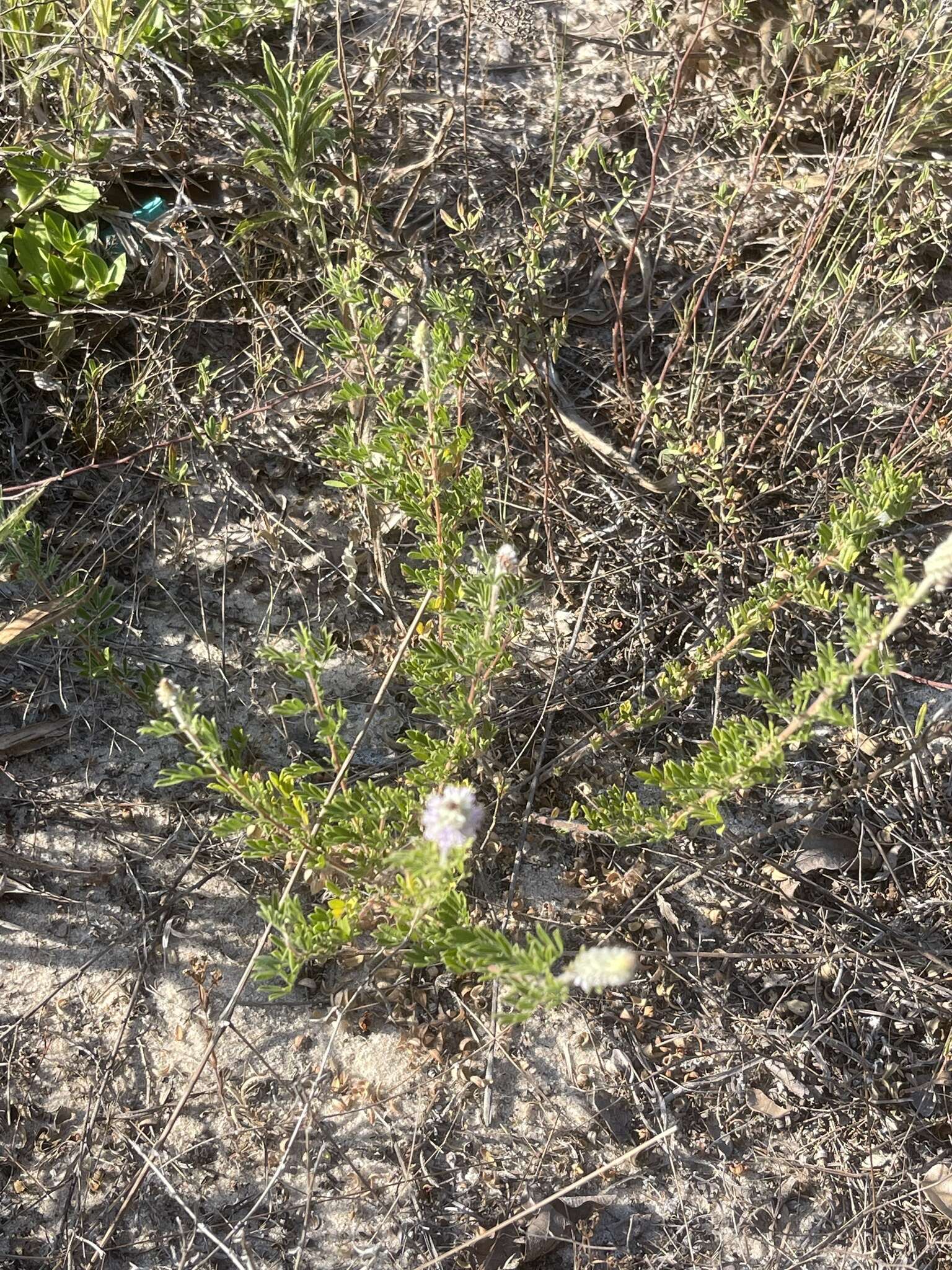 Plancia ëd Dalea villosa var. grisea (Torr. & A. Gray) Barneby