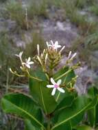 Imagem de Craspidospermum verticillatum Bojer ex Decne.