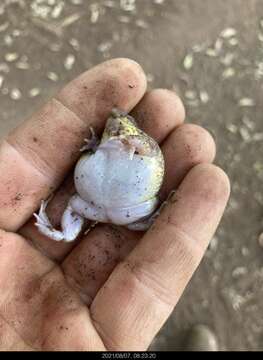 Image of Marbled Snout-burrower