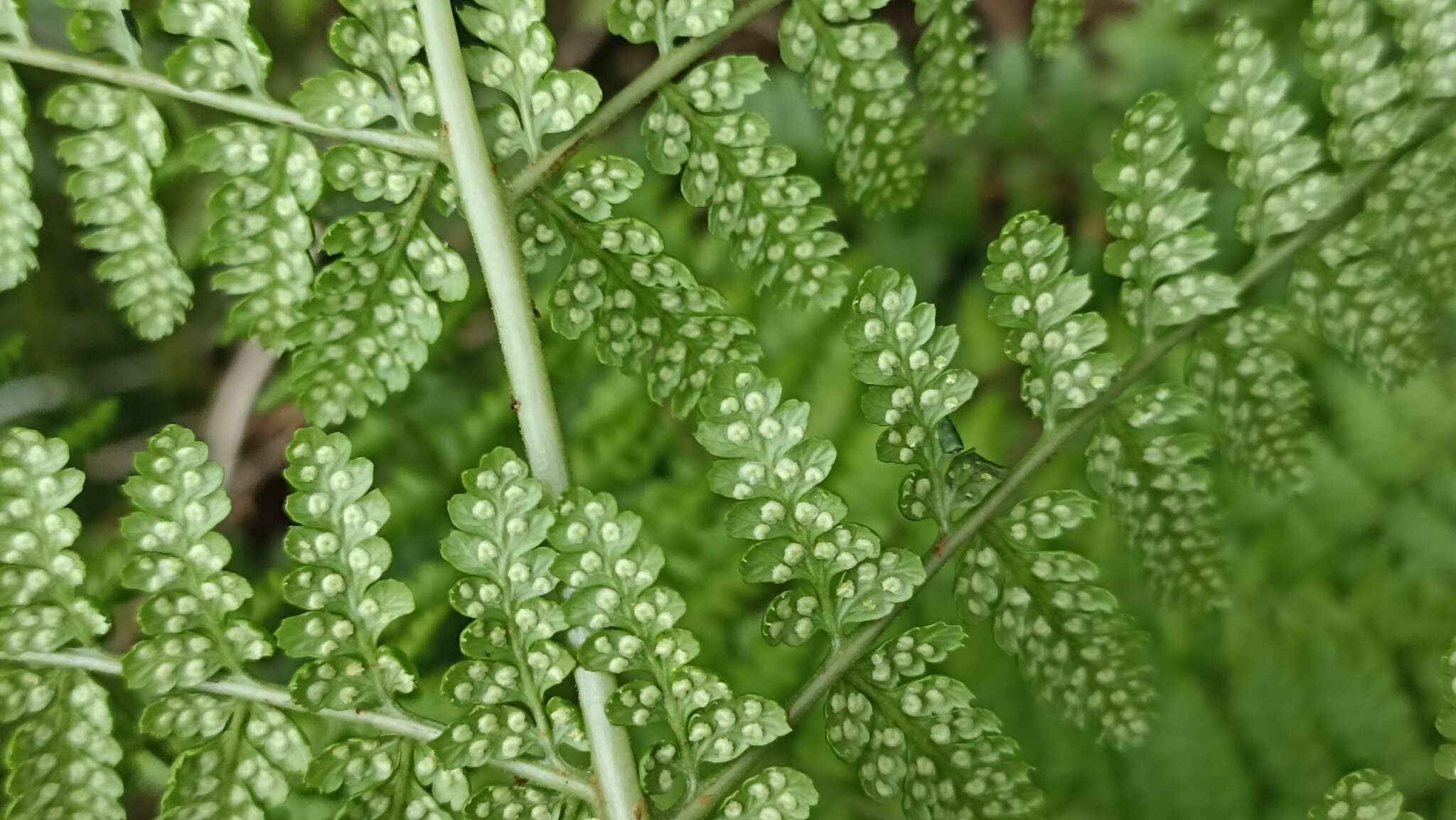 Image of Dryopteris intermedia subsp. azorica (Christ) Jermy