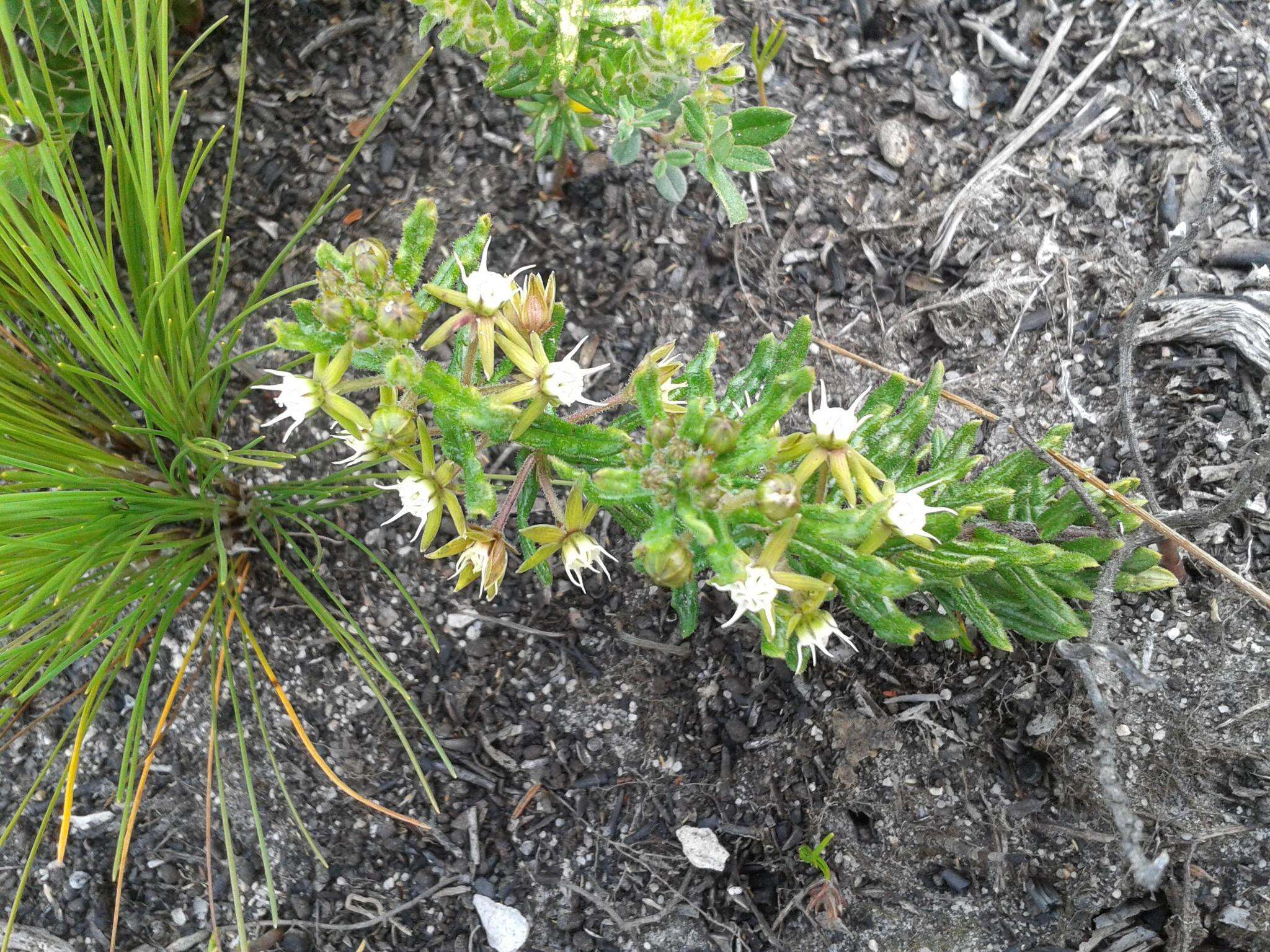 Image of Aspidoglossum heterophyllum E. Mey.