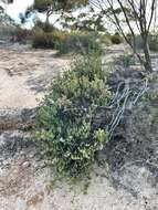 Image of Darwinia salina L. A. Craven & S. R. Jones