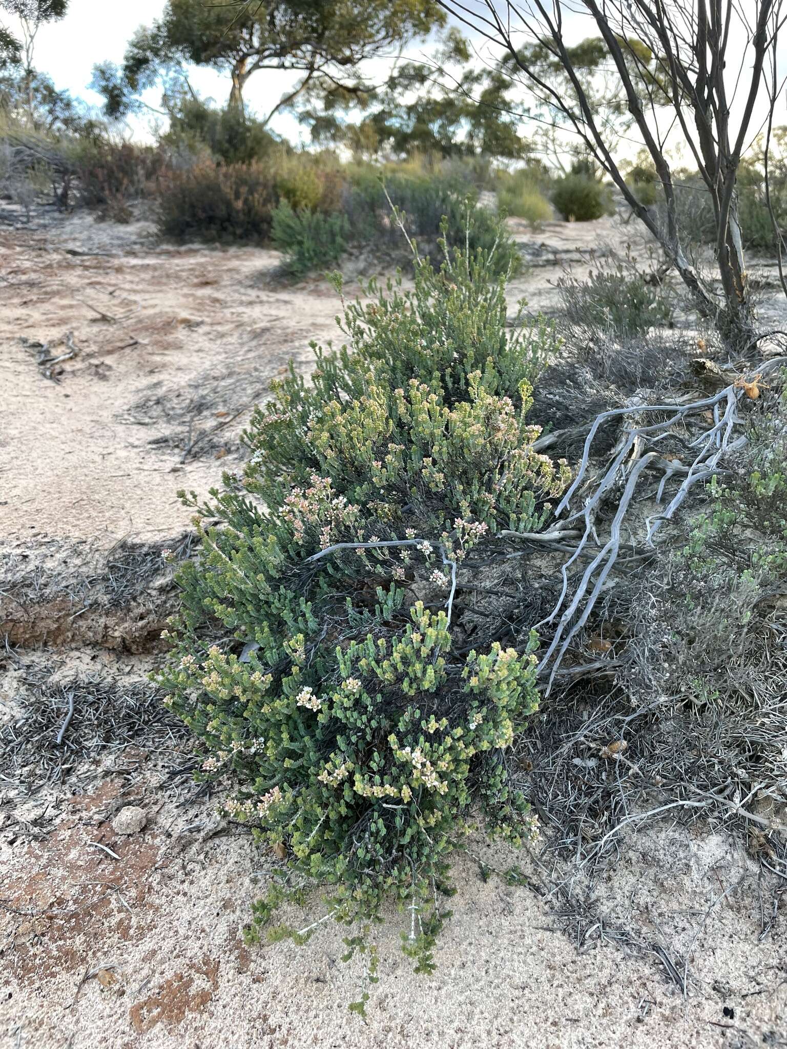 Image of Darwinia salina L. A. Craven & S. R. Jones