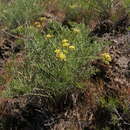 Слика од Lomatium tamanitchii Darrach & Thie