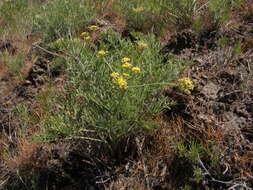 Слика од Lomatium tamanitchii Darrach & Thie