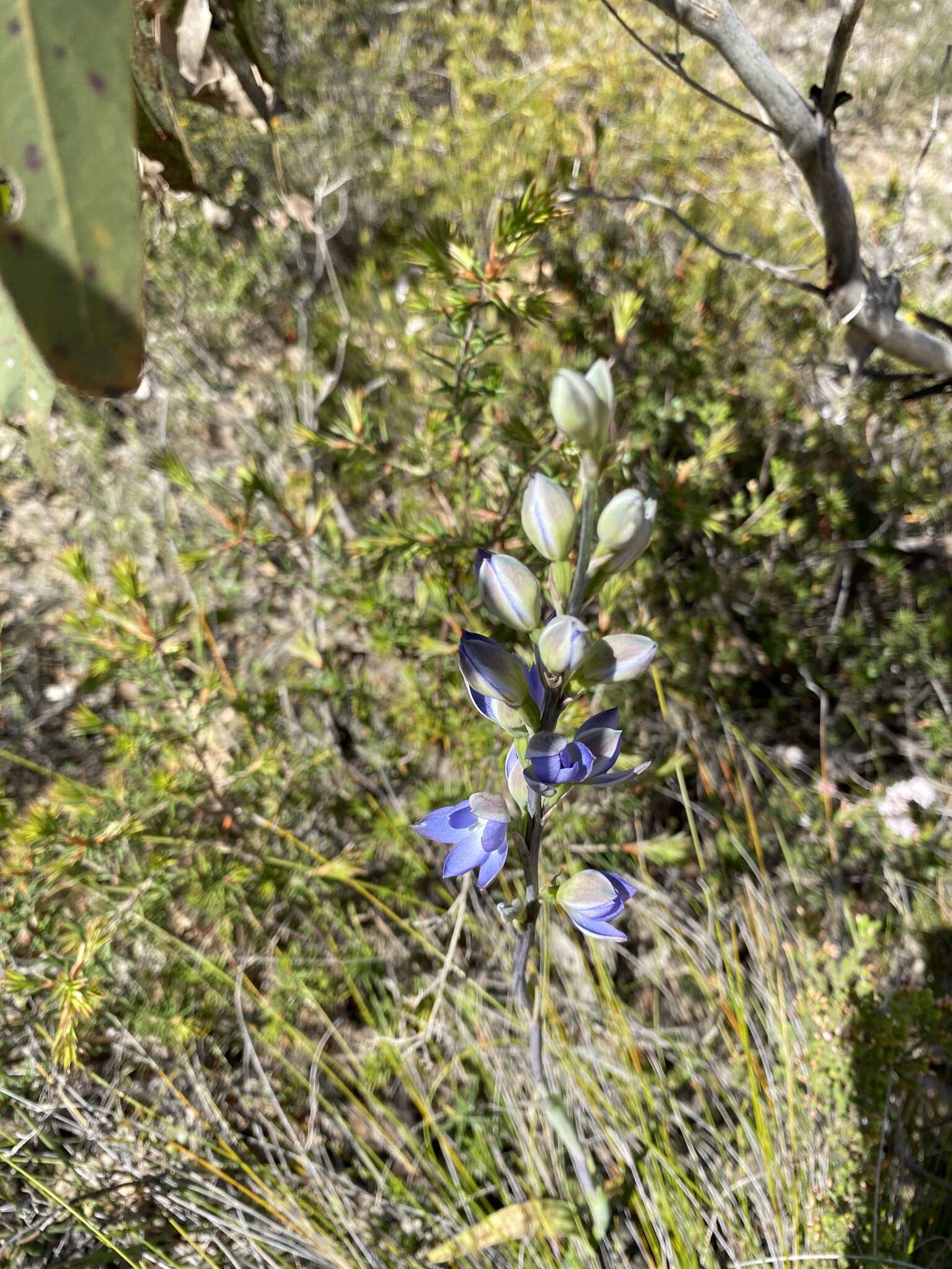 Image of Giant sun orchid